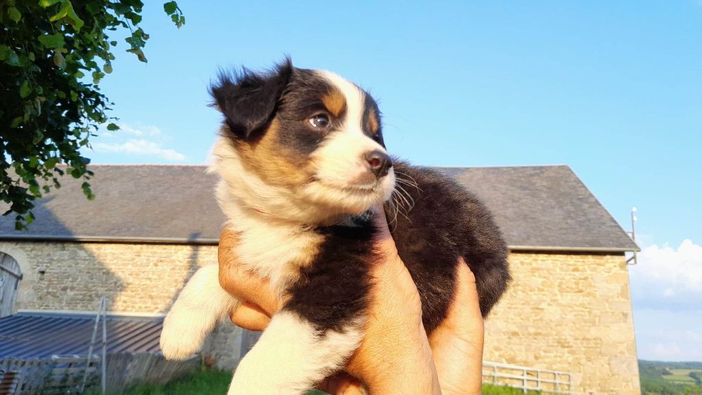 Du Haras De La Toison D'Or - Chiot disponible  - Berger Australien