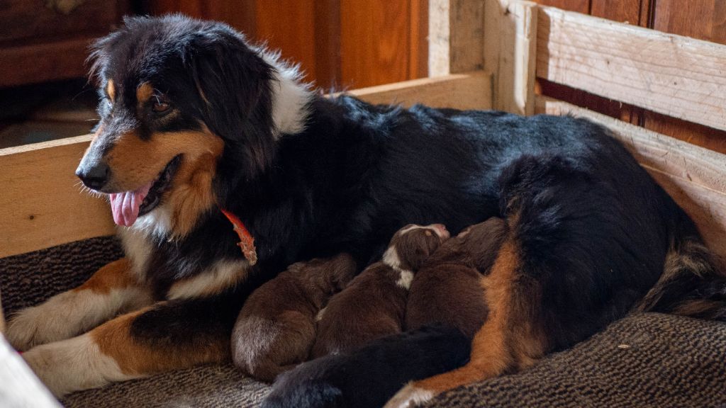 chiot Berger Australien Du Haras De La Toison D'Or