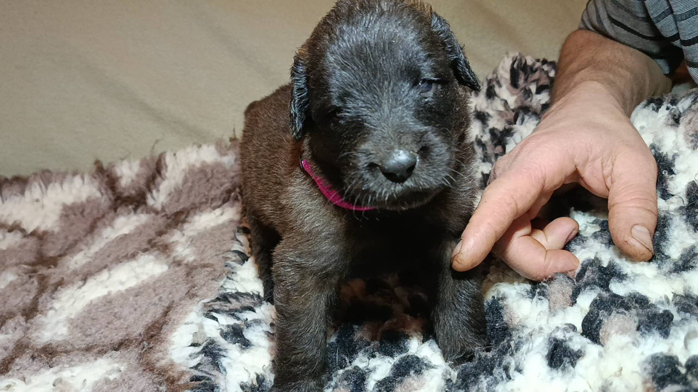 Du Haras De La Toison D'Or - Chiots disponibles - Leonberger