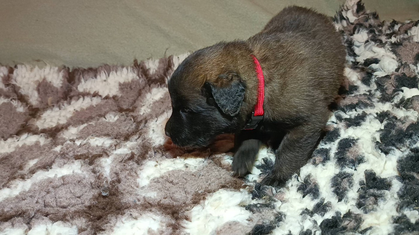 Du Haras De La Toison D'Or - Chiots disponibles - Leonberger