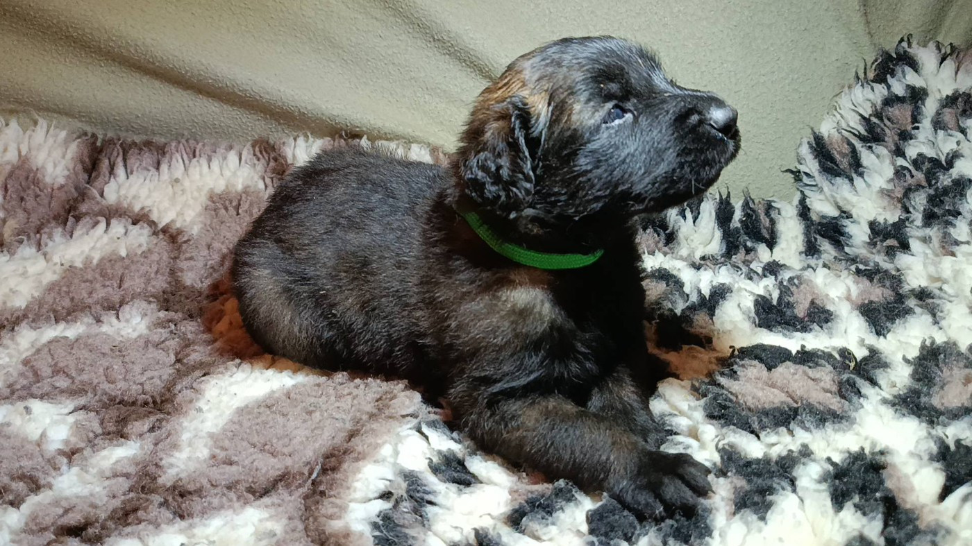 Du Haras De La Toison D'Or - Chiots disponibles - Leonberger