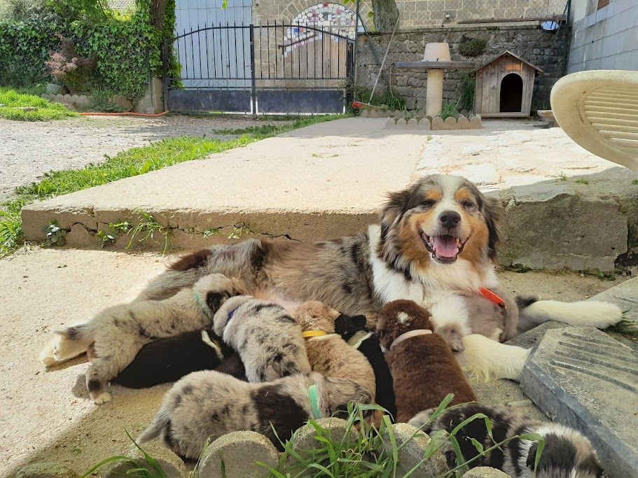 Chiot Berger Australien Du Haras De La Toison D'Or